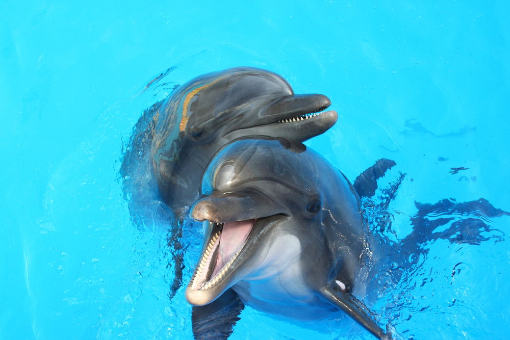 dolphins