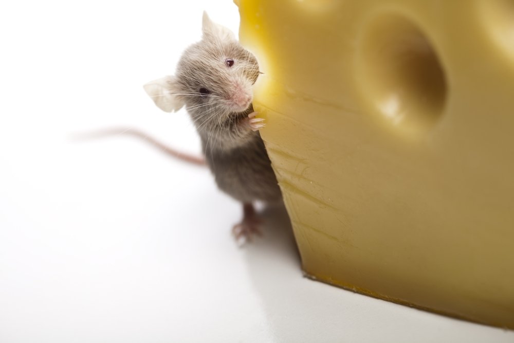 cheese mouse