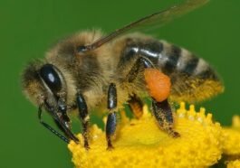 apis mellifera western honey bee